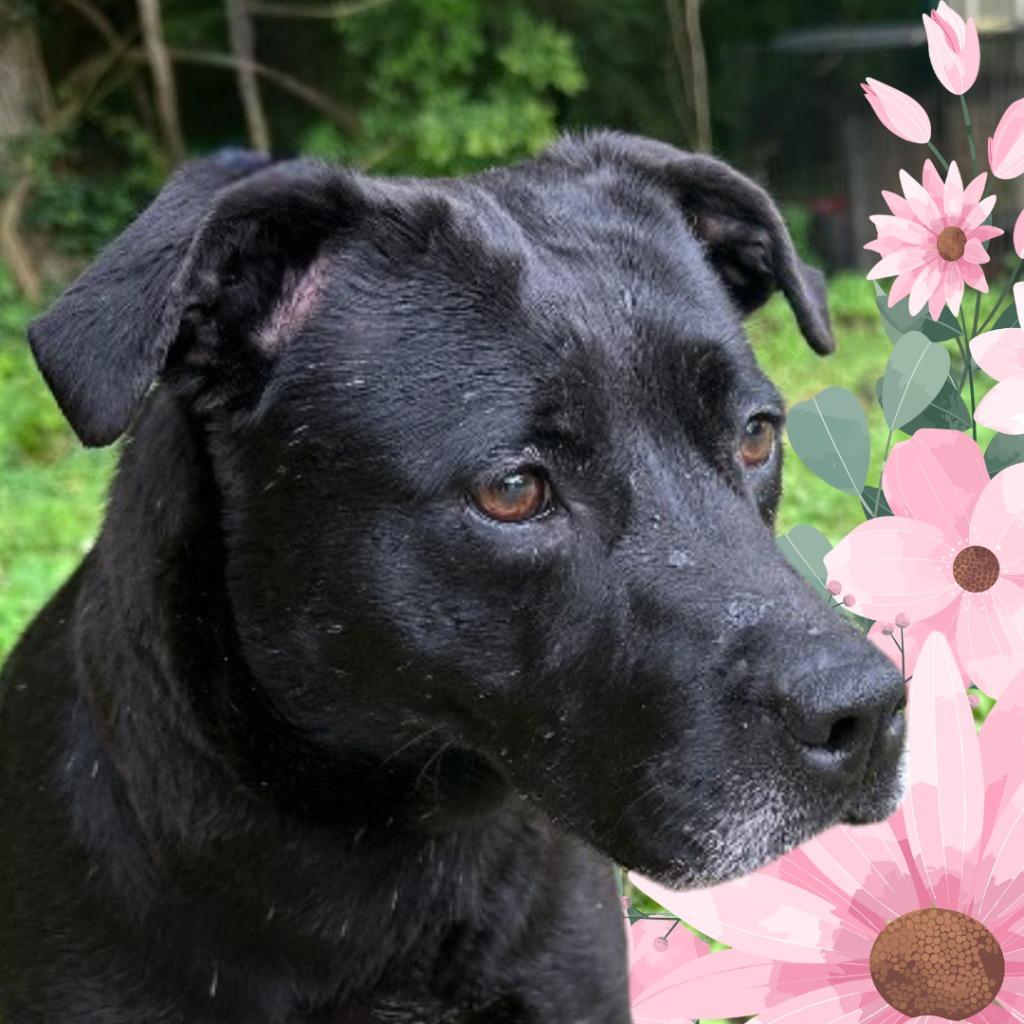 Cleopatra, a Adoptable mixed breed in Lawrenceburg, TN image 2/4