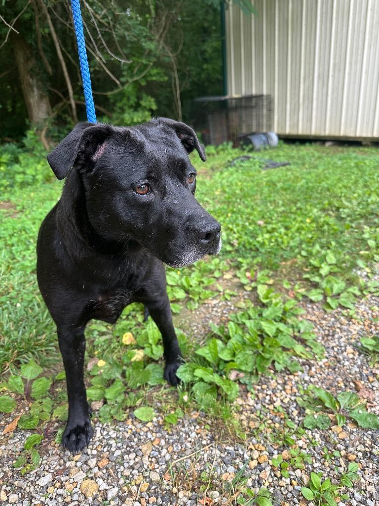 Enlarge Cleopatra, a Adoptable mixed breed in Lawrenceburg, TN image 4/4