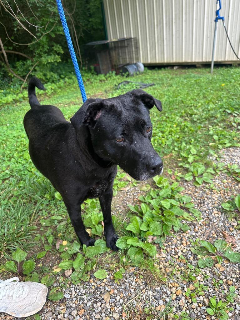 Cleopatra, a Adoptable mixed breed in Lawrenceburg, TN image 4/4
