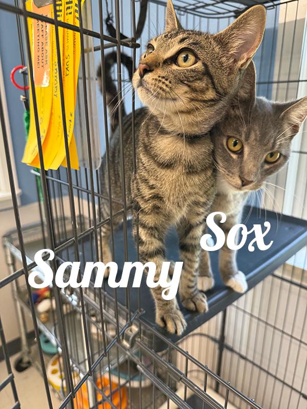 Enlarge Sammy, a Adoptable Domestic Short Hair in Manistee, MI image 1/1