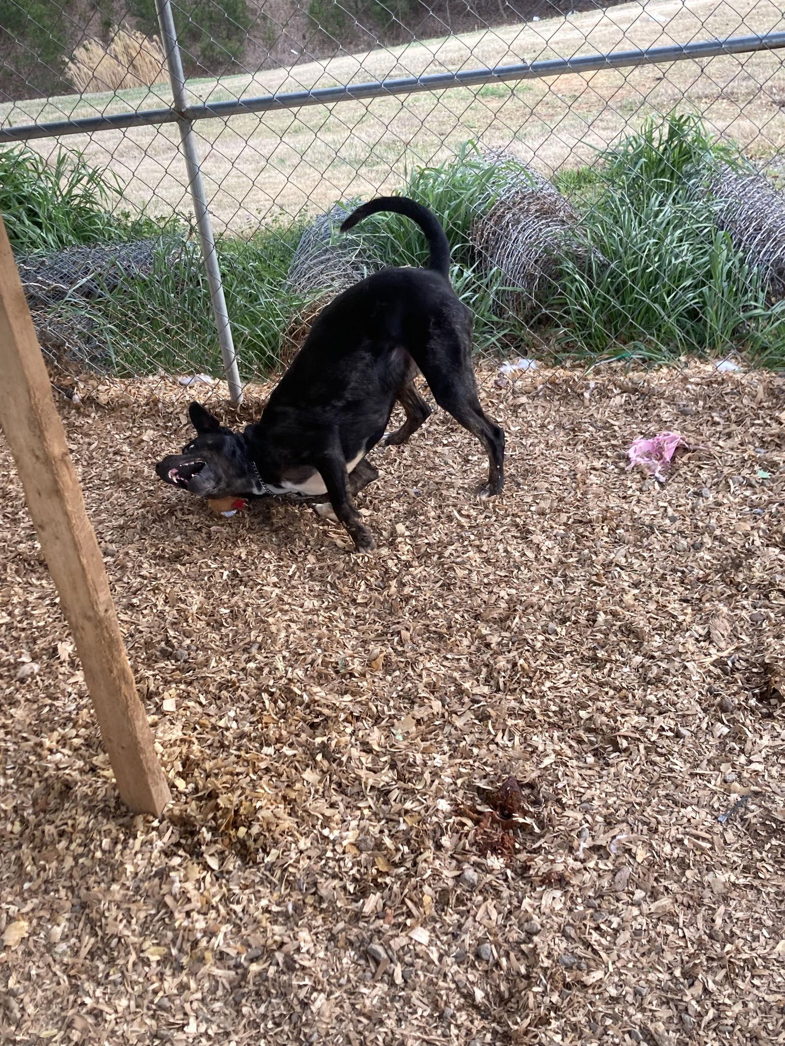 Enlarge Duke, a Adoptable mixed breed in Chatham, VA image 1/3