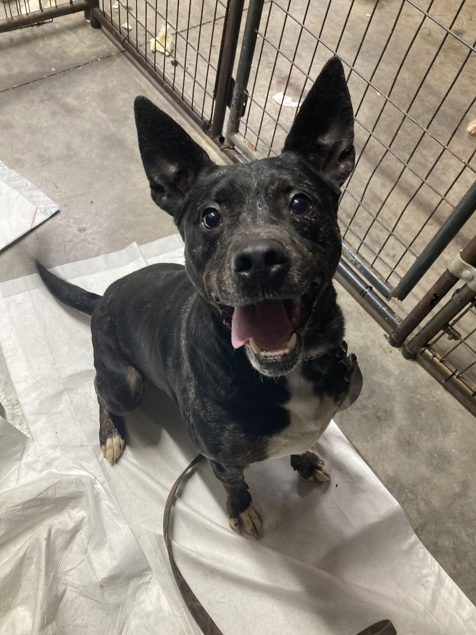 Enlarge Duke, a Adoptable mixed breed in Chatham, VA image 2/3