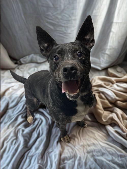 Duke, a Adoptable mixed breed in Chatham, VA image 2/3