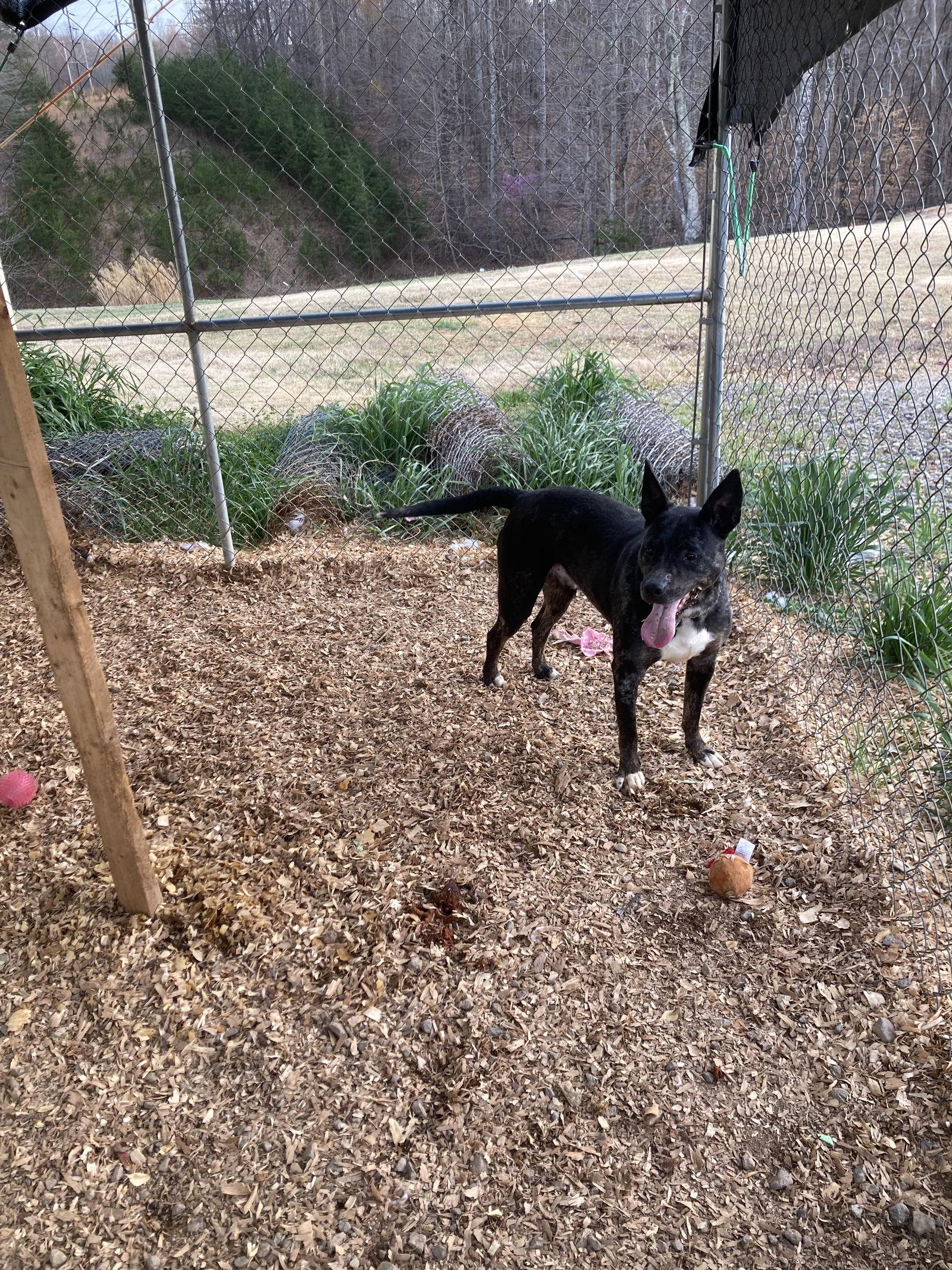 Enlarge Duke, a Adoptable mixed breed in Chatham, VA image 3/3