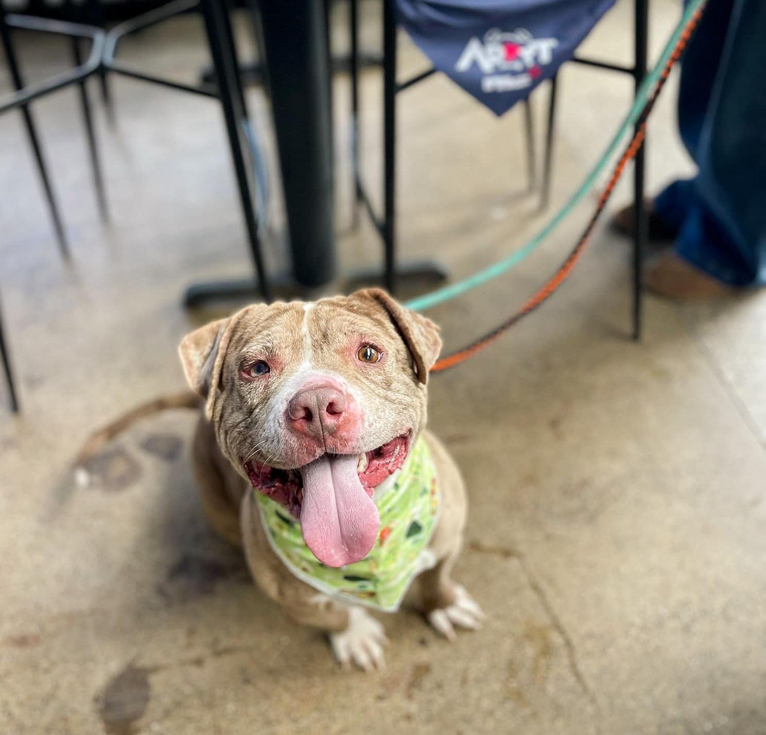 Jett, a Adoptable Pit Bull Terrier in Minneapolis, MN image 4/6