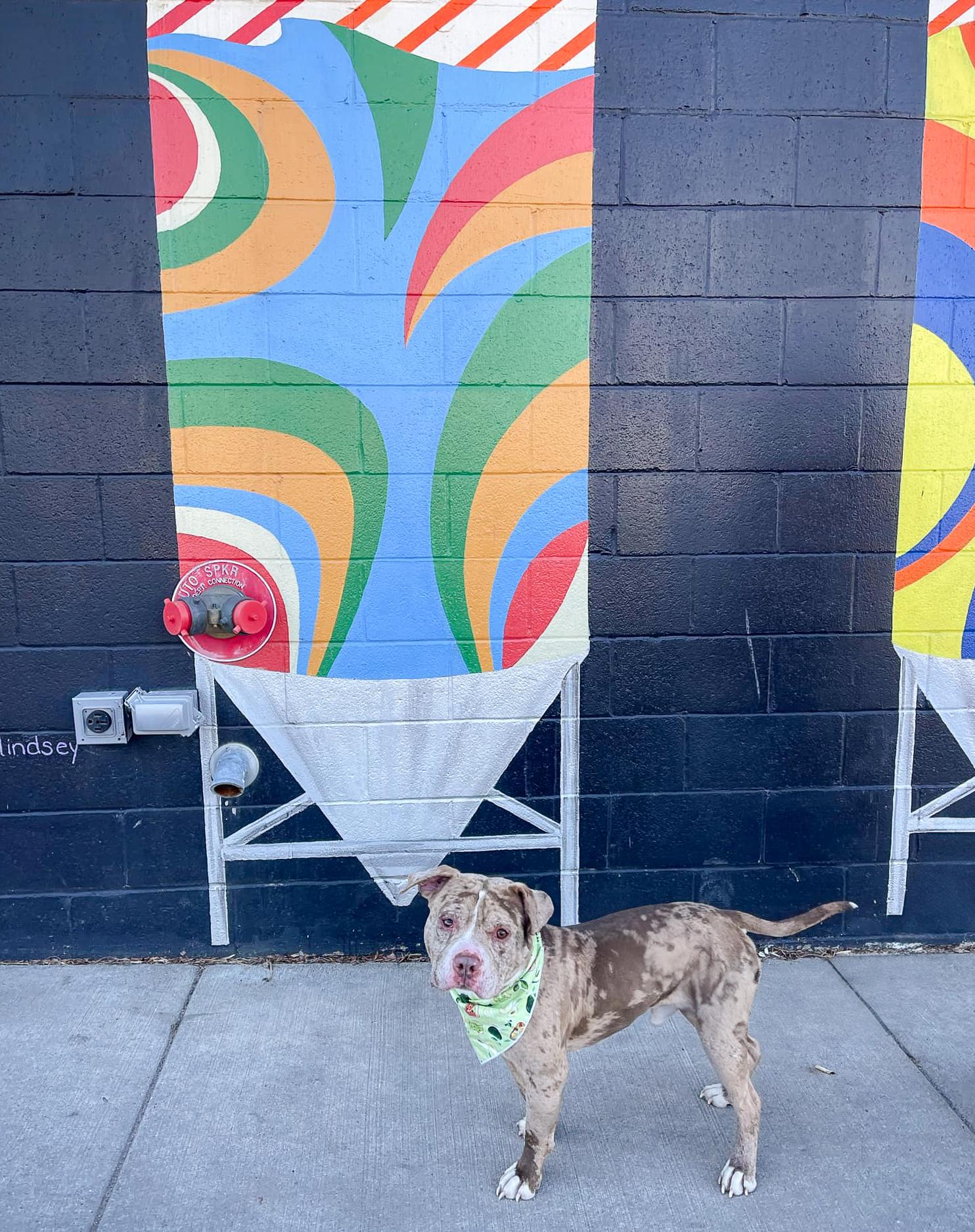 Jett, a Adoptable Pit Bull Terrier in Minneapolis, MN image 5/6