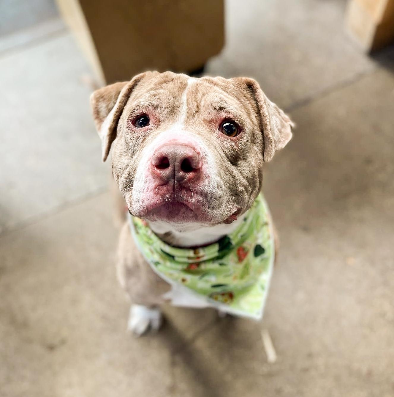 Jett, a Adoptable Pit Bull Terrier in Minneapolis, MN image 1/6