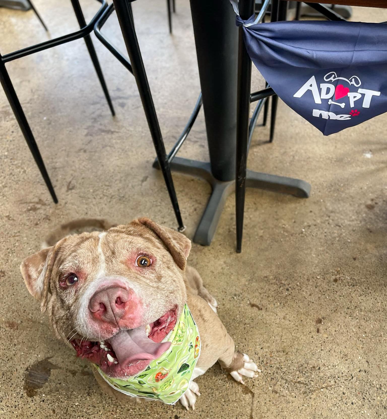 Jett, a Adoptable Pit Bull Terrier in Minneapolis, MN image 6/6