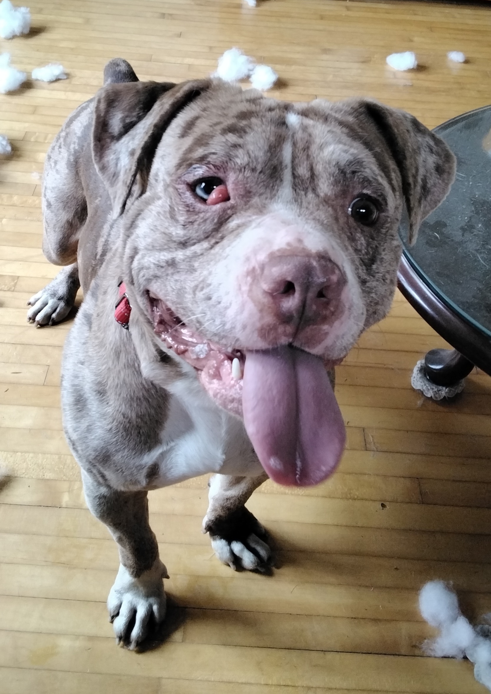 Jett, a Adoptable Pit Bull Terrier in Minneapolis, MN image 3/6