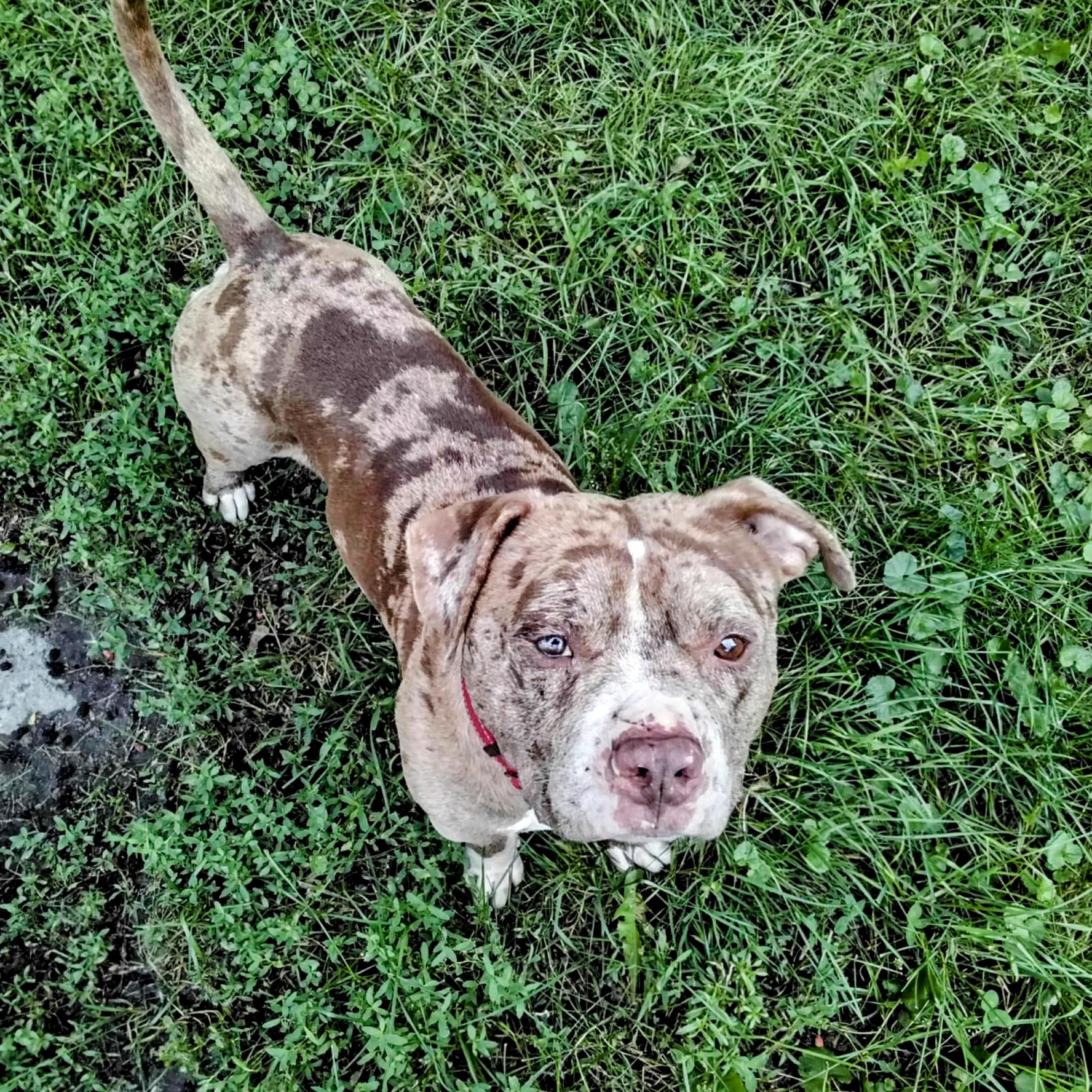 Jett, a Adoptable Pit Bull Terrier in Minneapolis, MN image 2/6