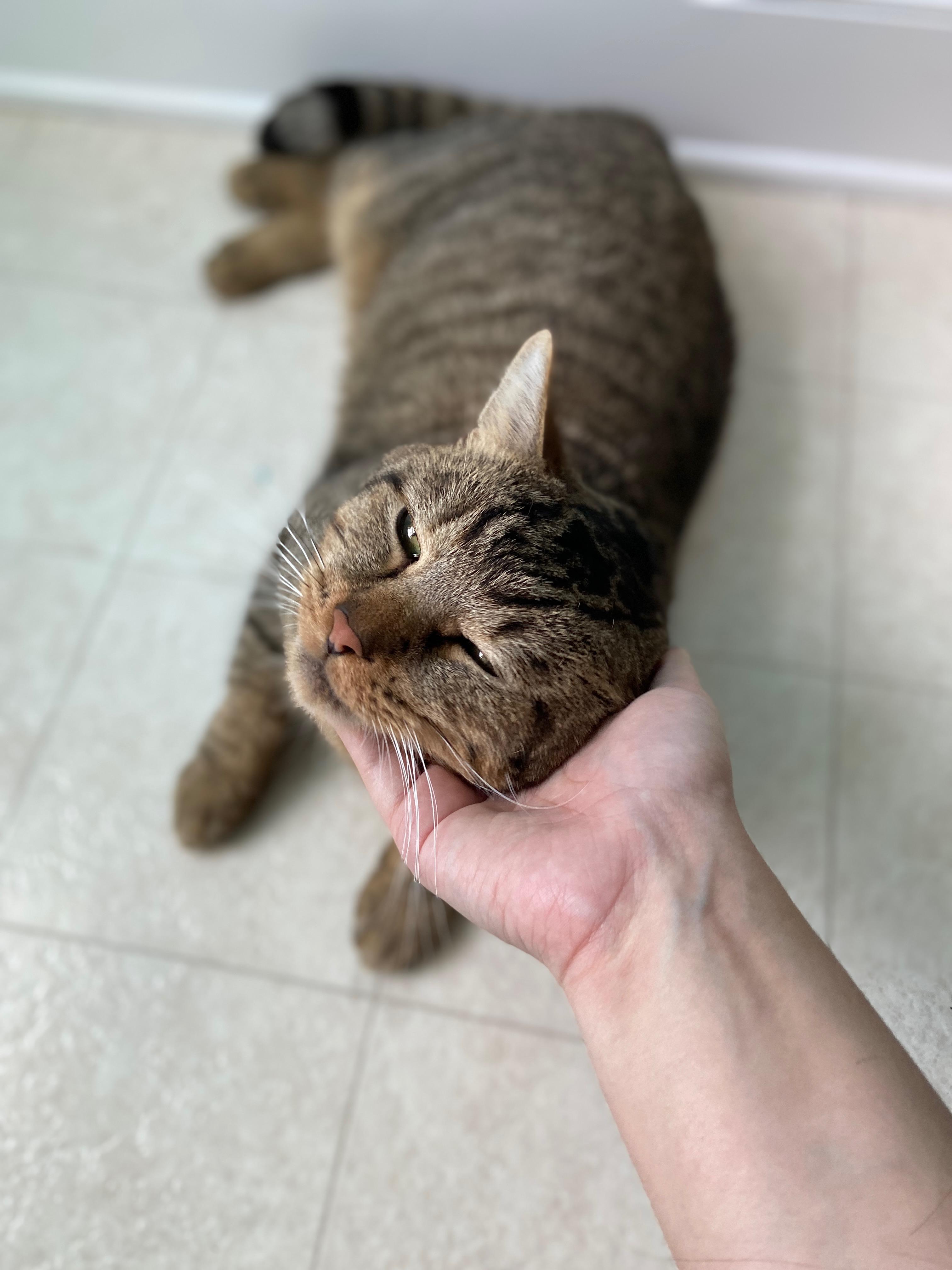 Tuna Steak, Adoptable, Adult Male Domestic Short Hair.