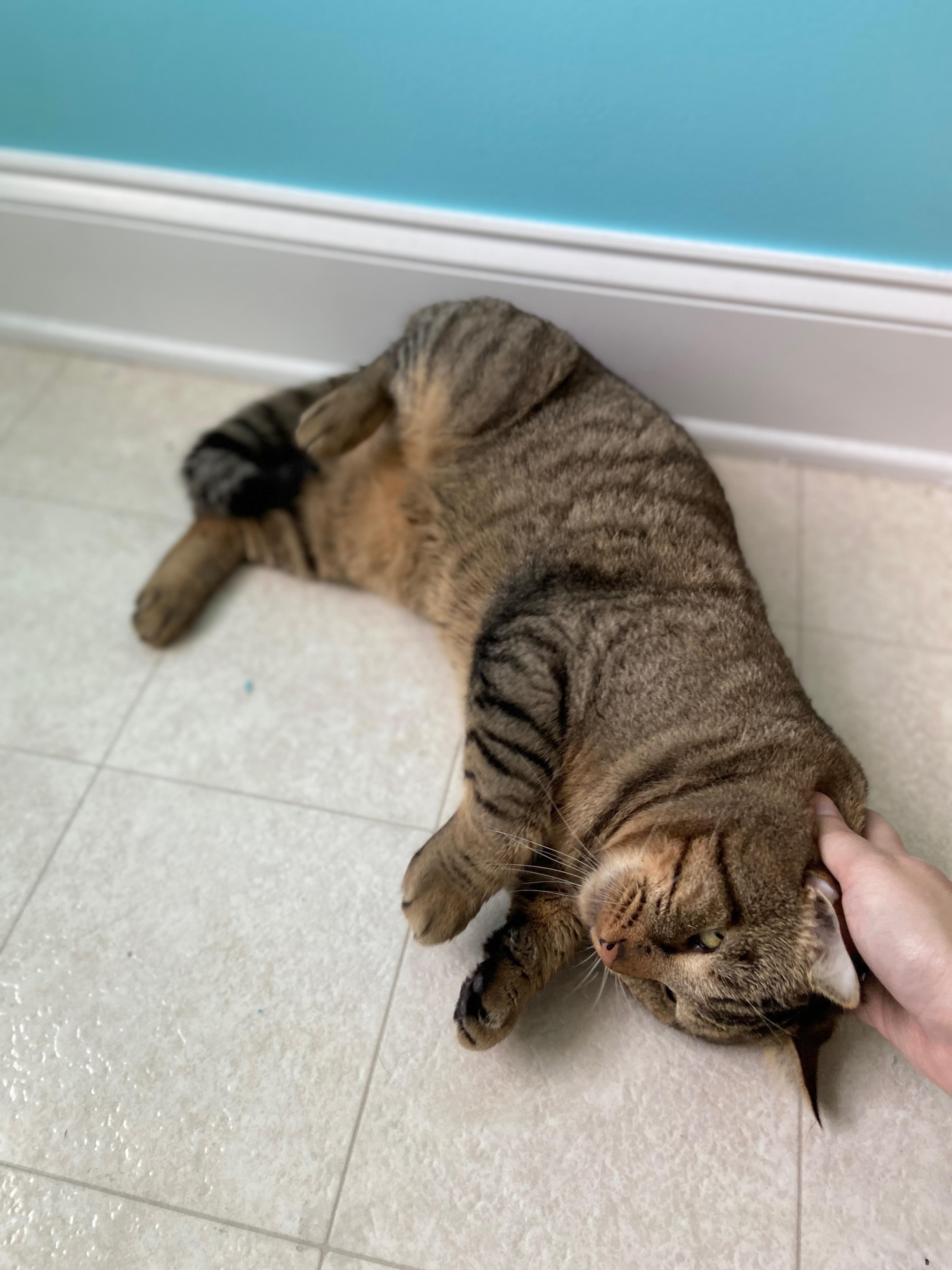 Tuna Steak, a Adoptable Domestic Short Hair in Mechanicsville, MD image 2/3