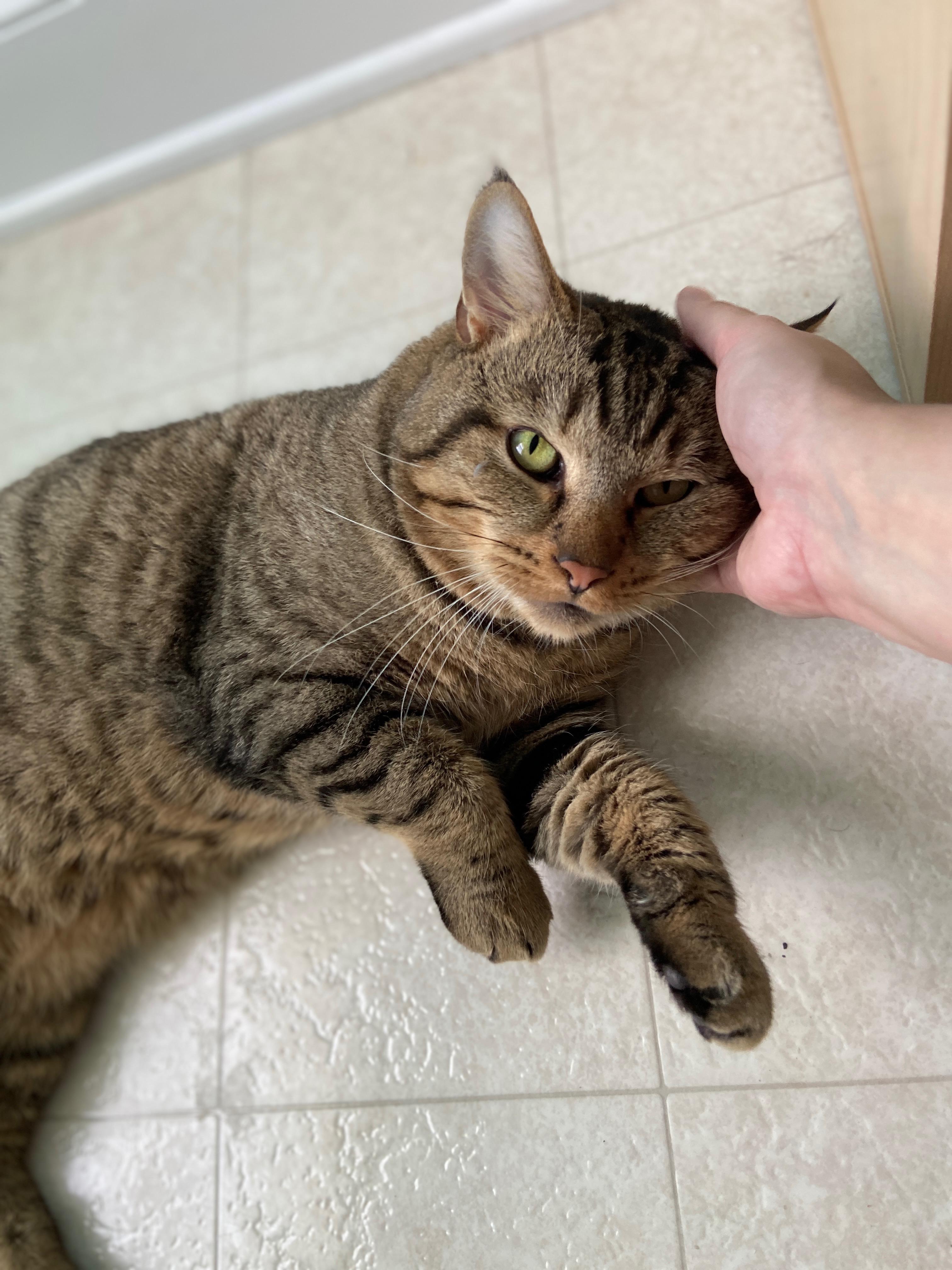 Tuna Steak, a Adoptable Domestic Short Hair in Mechanicsville, MD image 3/3