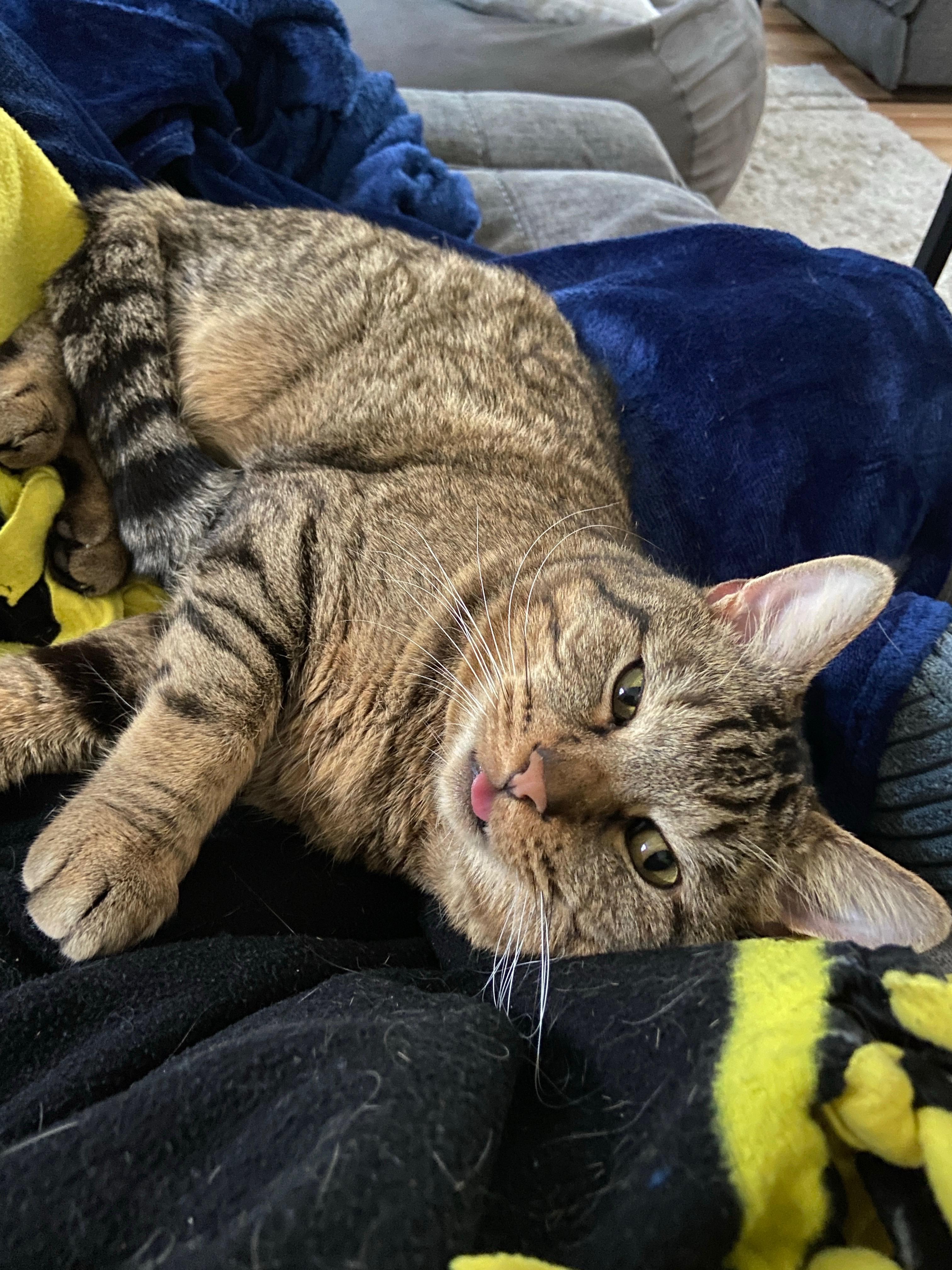 Enlarge Tuna, a Adoptable Domestic Short Hair in Mechanicsville, MD image 4/4