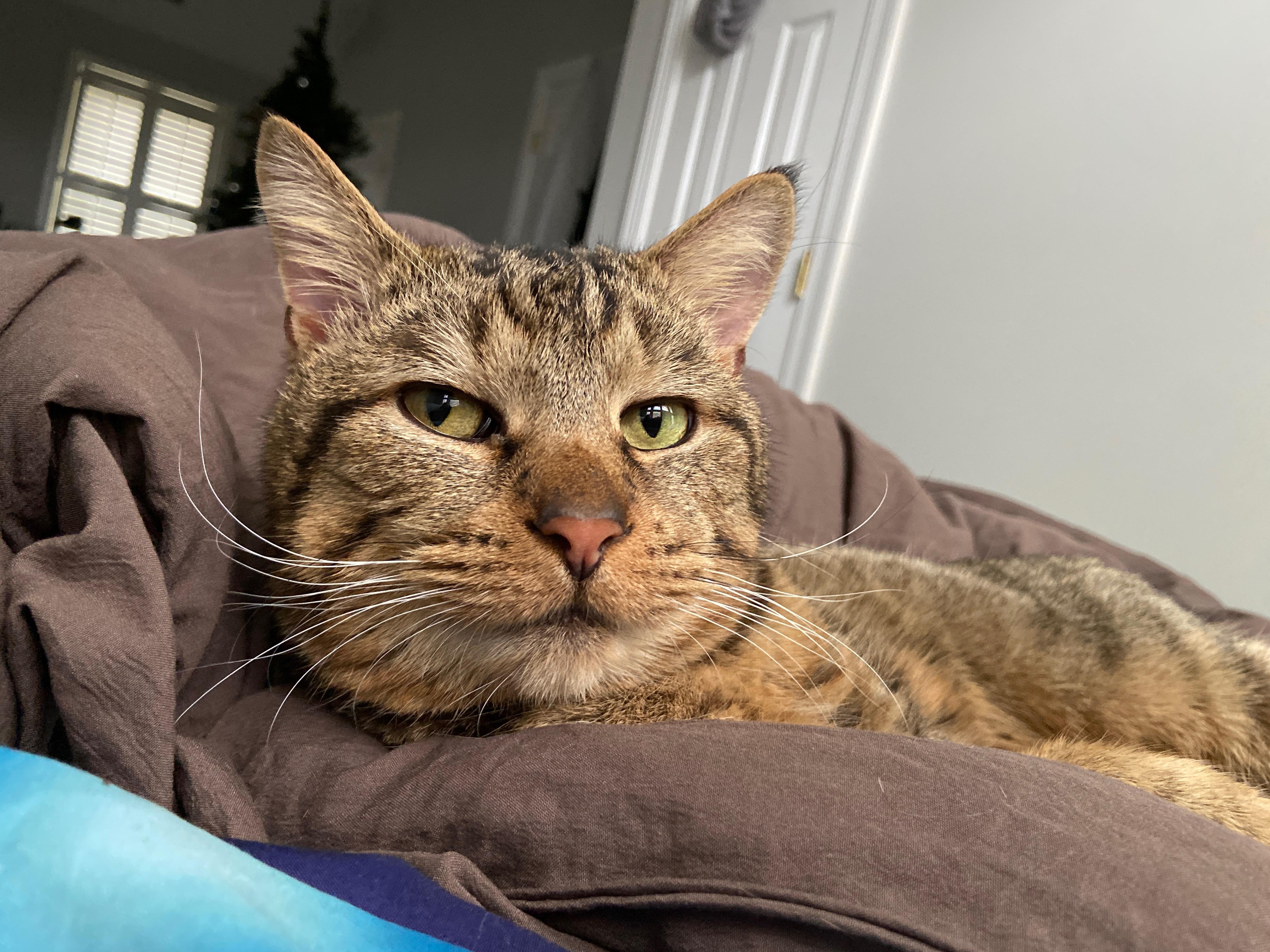 Enlarge Tuna, a Adoptable Domestic Short Hair in Mechanicsville, MD image 1/4