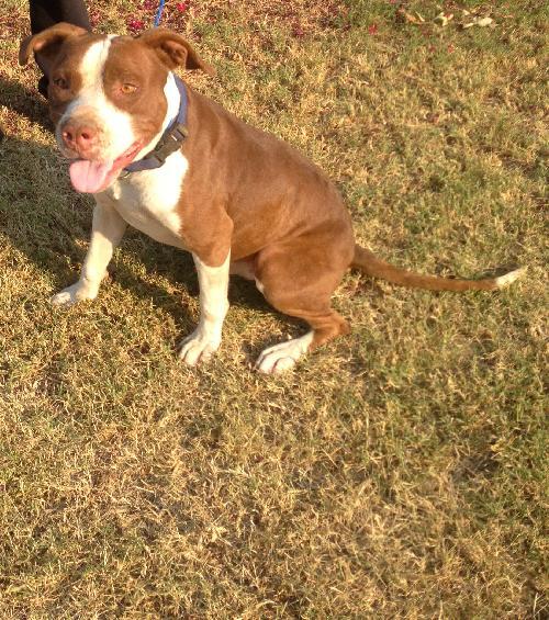 Jake, an adoptable Pit Bull Terrier in Prague, OK image 1/3