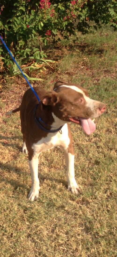 Jake, an adoptable Pit Bull Terrier in Prague, OK image 2/3