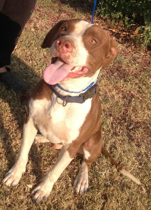 Jake, an adoptable Pit Bull Terrier in Prague, OK image 3/3