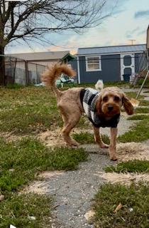 Abu, a Adopted mixed breed in North Canton, OH image 2/3