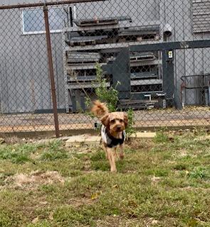 Abu, a Adopted mixed breed in North Canton, OH image 1/3