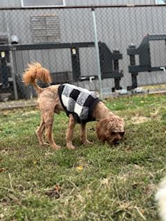 Abu, a Adopted mixed breed in North Canton, OH image 3/3