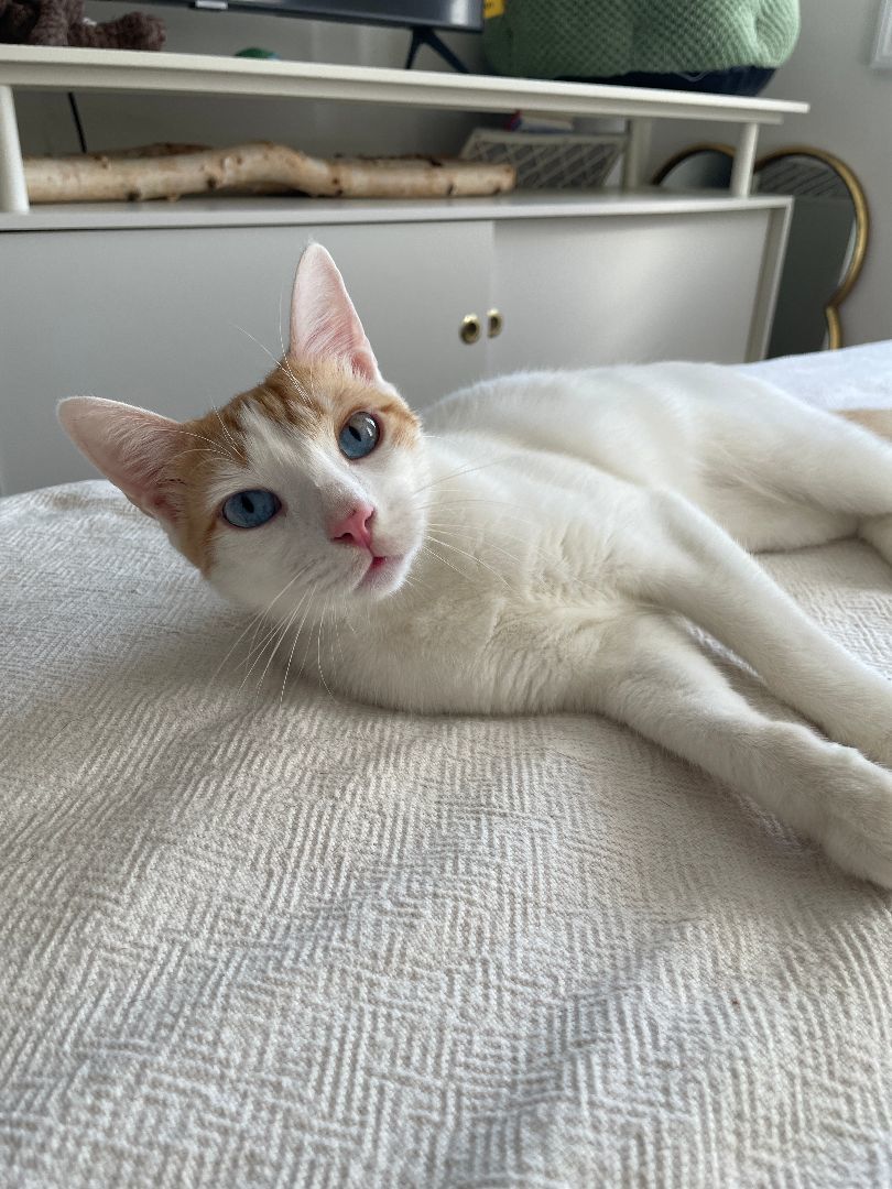 Enlarge Caspian, a Adopted Domestic Short Hair in Brooklyn, NY image 1/4