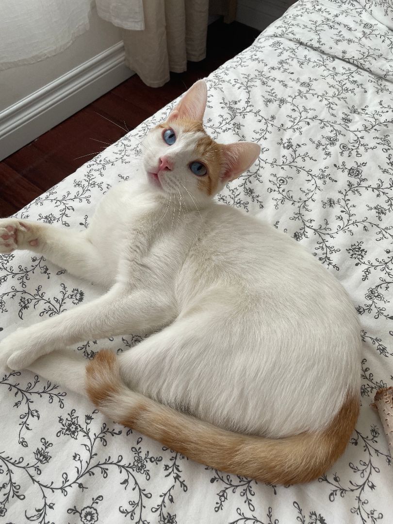 Enlarge Caspian, a Adopted Domestic Short Hair in Brooklyn, NY image 3/4