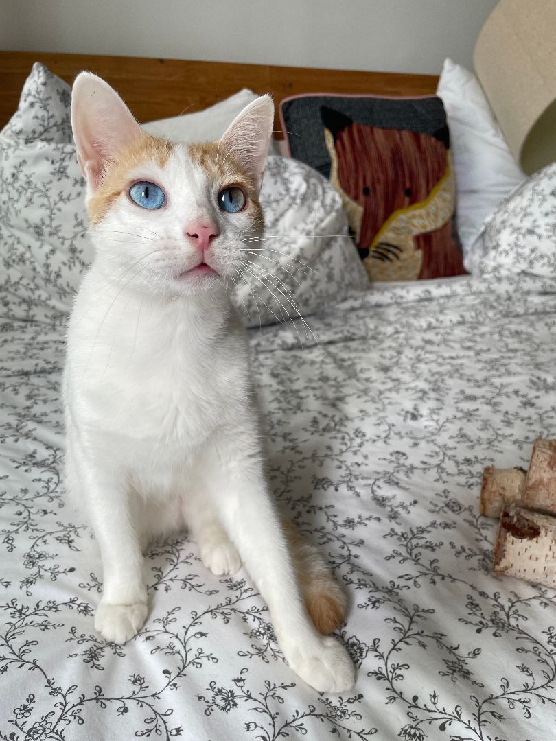 Enlarge Caspian, a Adopted Domestic Short Hair in Brooklyn, NY image 4/4