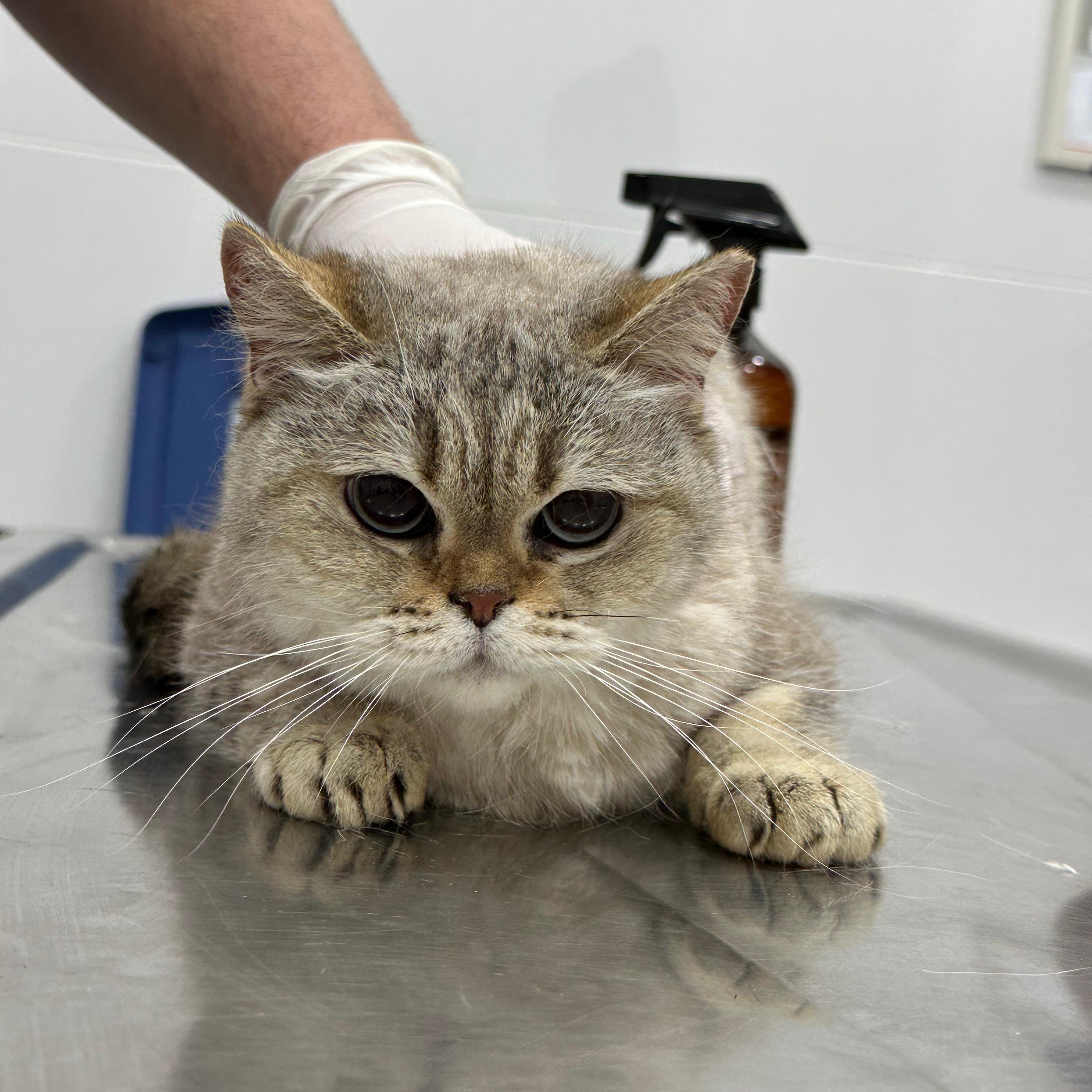KASYA, an adopted Scottish Fold in Mississauga, ON image 5/6