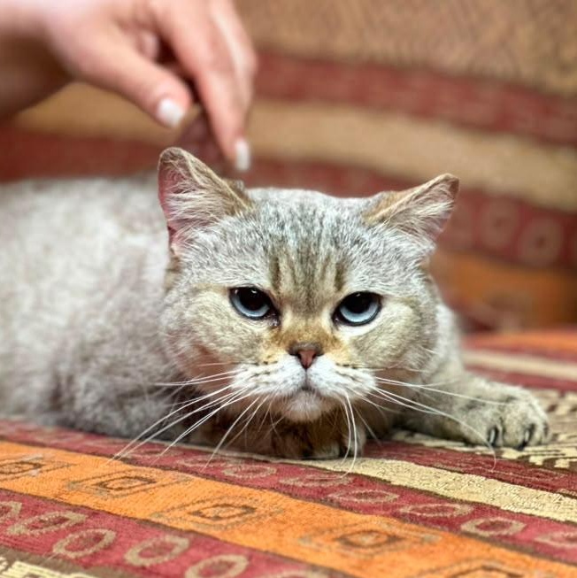 KASYA, an adopted Scottish Fold in Mississauga, ON image 4/6