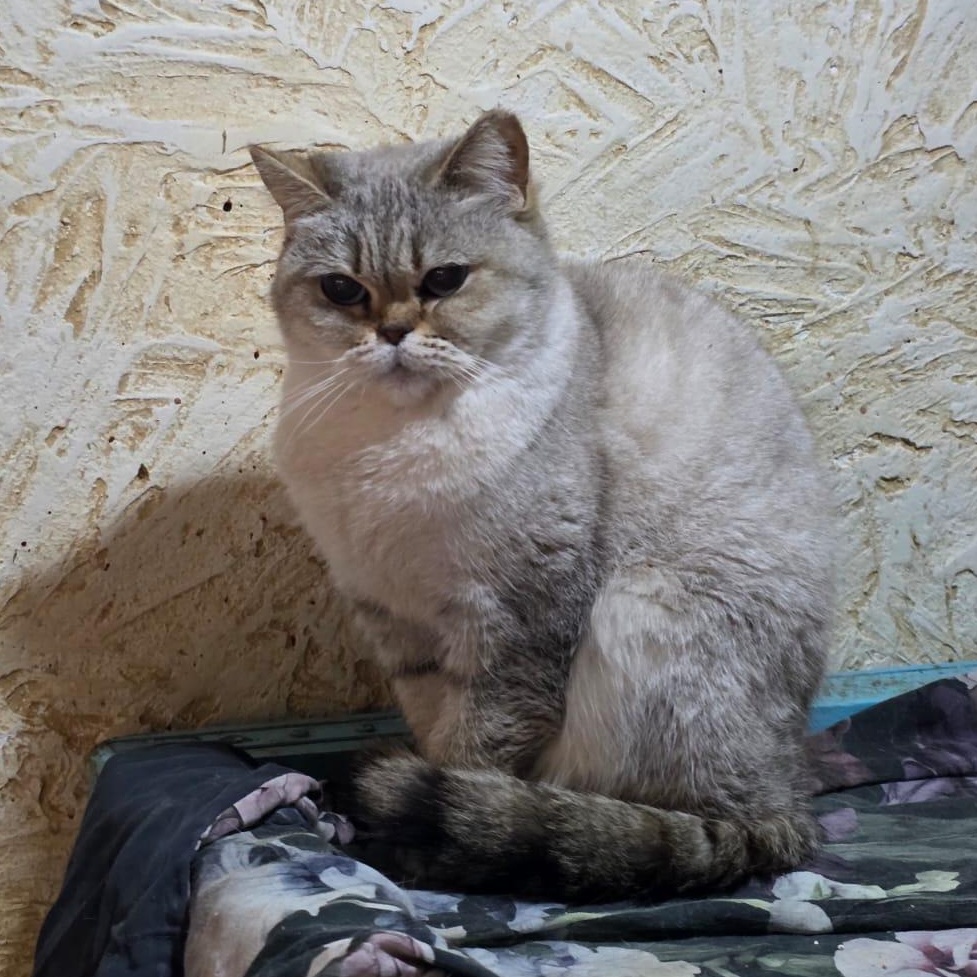 KASYA, an adopted Scottish Fold in Mississauga, ON image 6/6