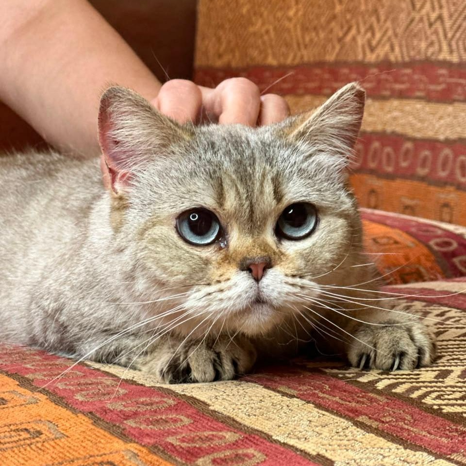 KASYA, an adopted Scottish Fold in Mississauga, ON image 1/6
