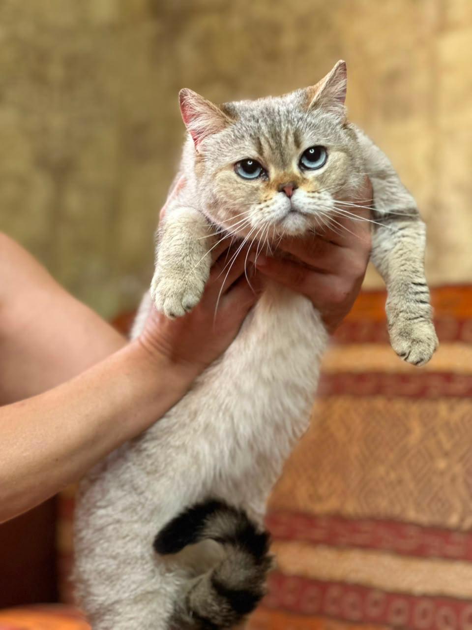 KASYA, an adopted Scottish Fold in Mississauga, ON image 3/6