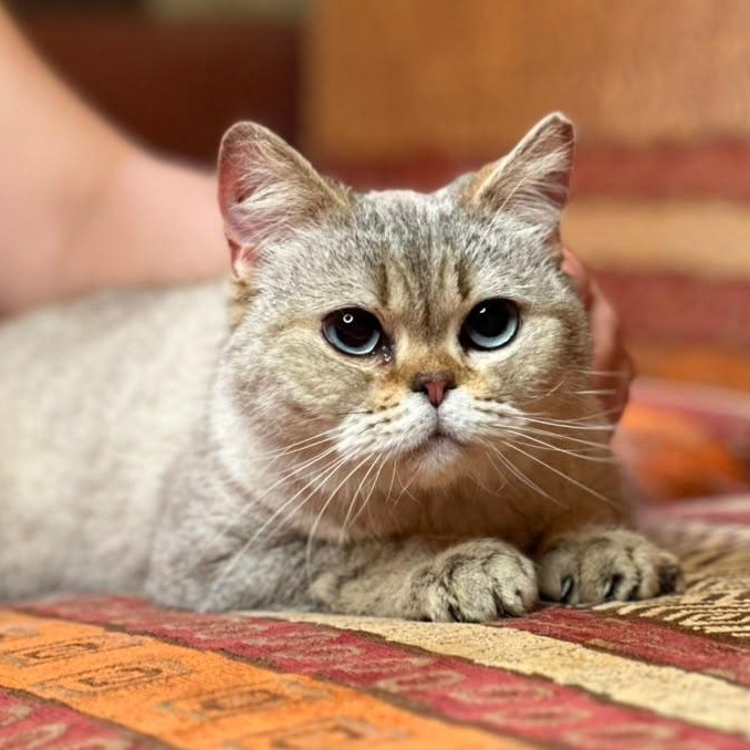 KASYA, an adopted Scottish Fold in Mississauga, ON image 2/6