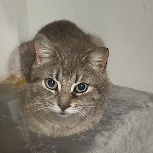 Rosie, Adoptable, Adult Female Domestic Short Hair.