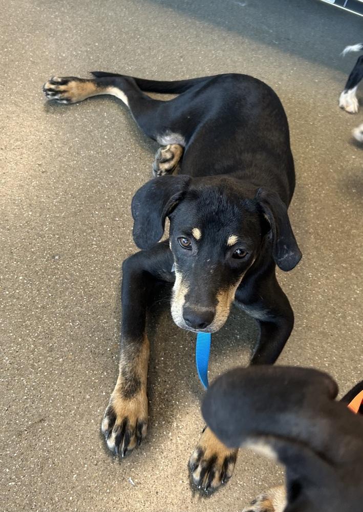 Willow, Adoptable, Puppy Female Labrador Retriever & Hound.