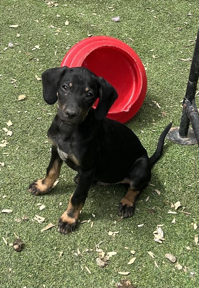 Enlarge Willow, a Adoptable mixed breed in Brownstown, IN image 2/2