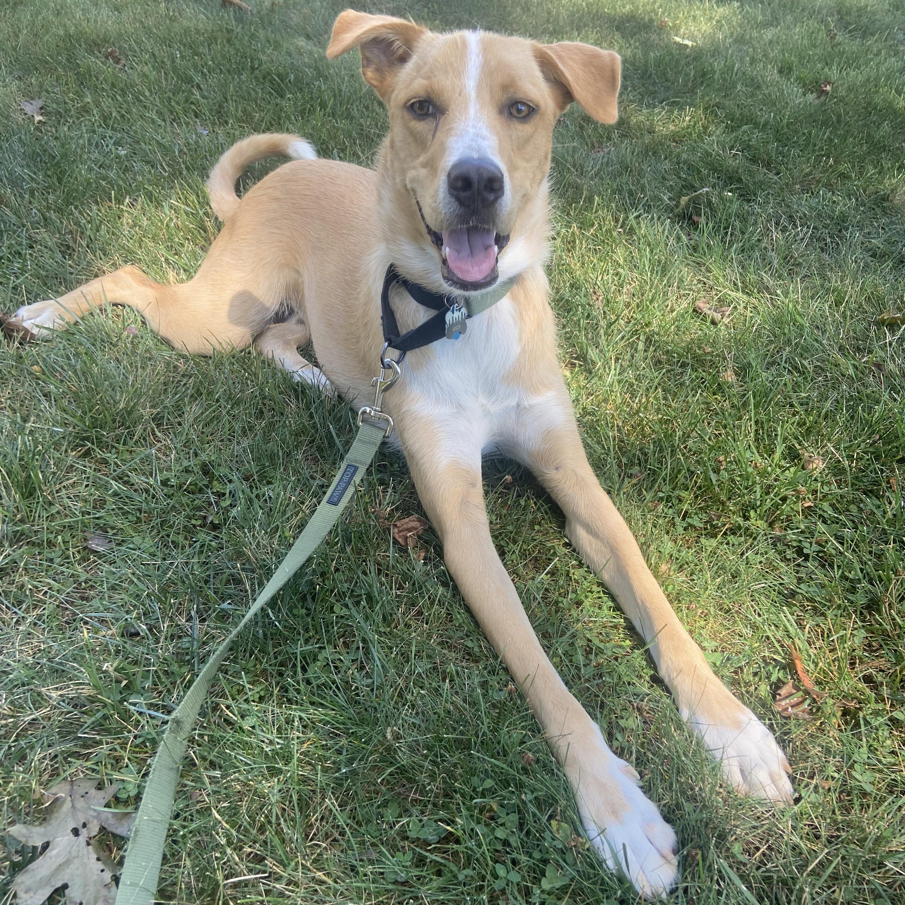 Enlarge Andy, a Adoptable mixed breed in New York, NY image 2/6