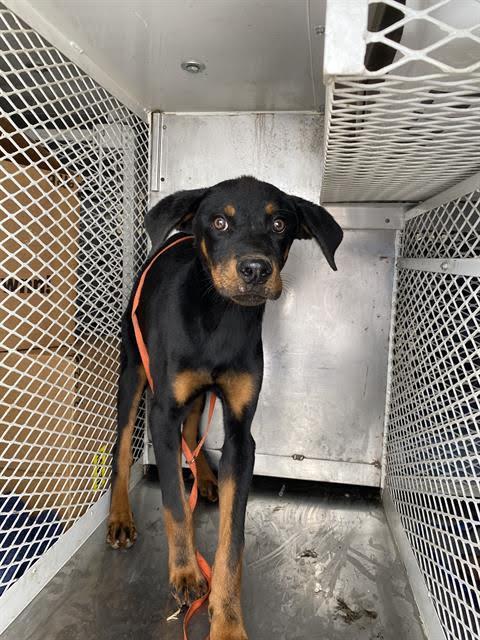 Enlarge Zues -- URGENT!!, a Adoptable Rottweiler in Thousand Oaks, CA image 1/1