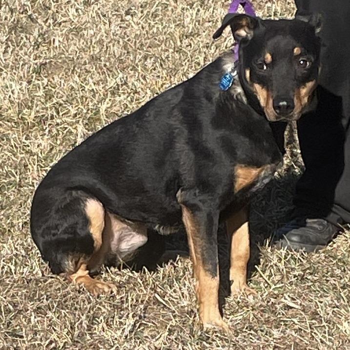 Jade, Adoptable, Adult Female Rottweiler & Mixed Breed.