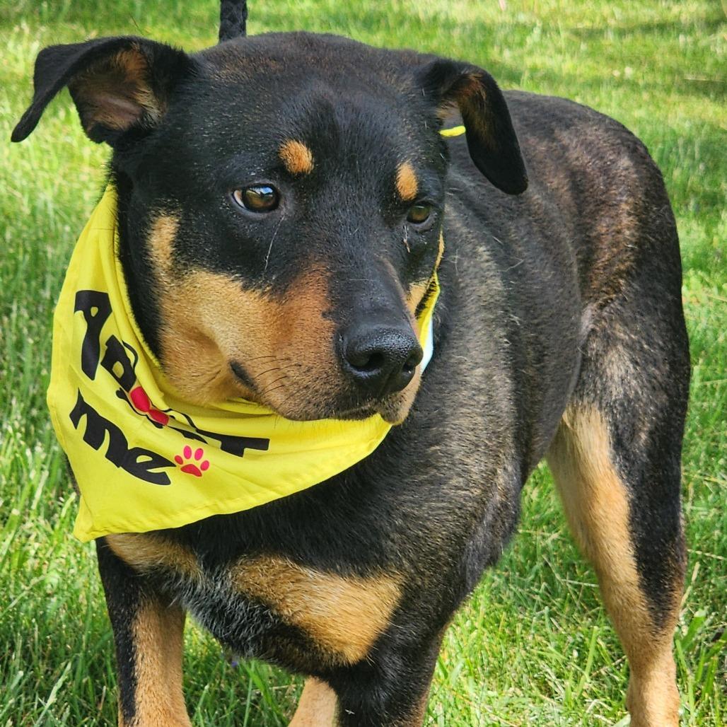 Enlarge Jade, a Adoptable mixed breed in Galax, VA image 1/2