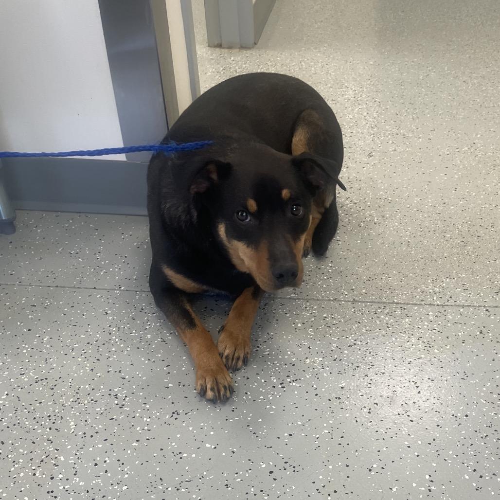 Enlarge Jade, a Adoptable mixed breed in Galax, VA image 2/2