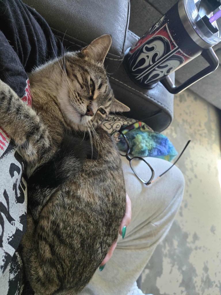 Purrsephanie, a Adoptable mixed breed in Ada, OK image 1/3