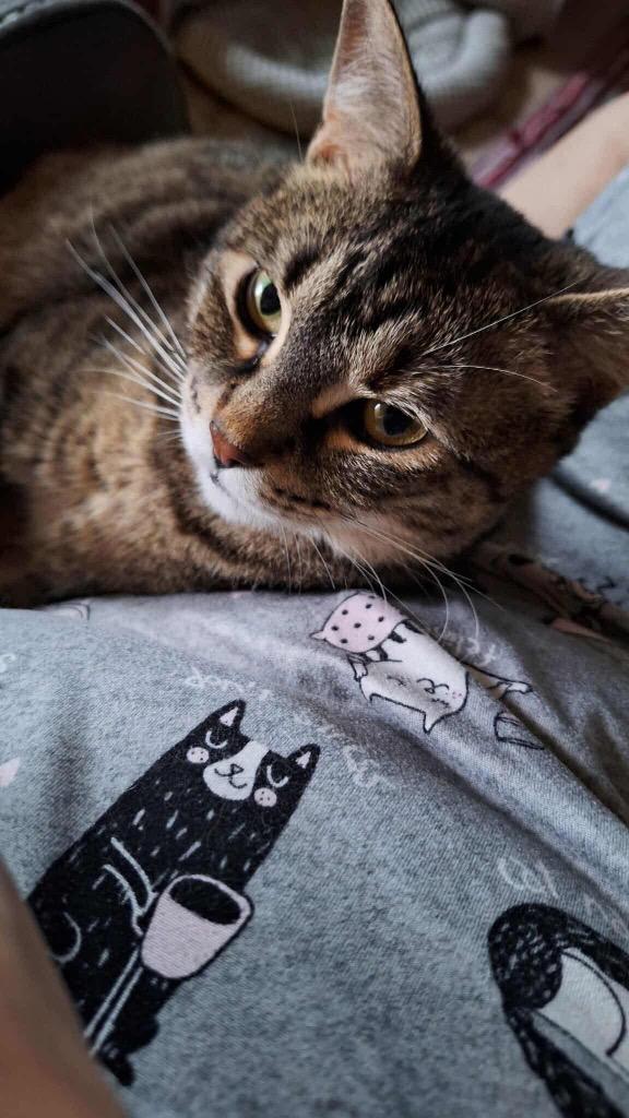 Purrsephanie, a Adoptable mixed breed in Ada, OK image 2/3