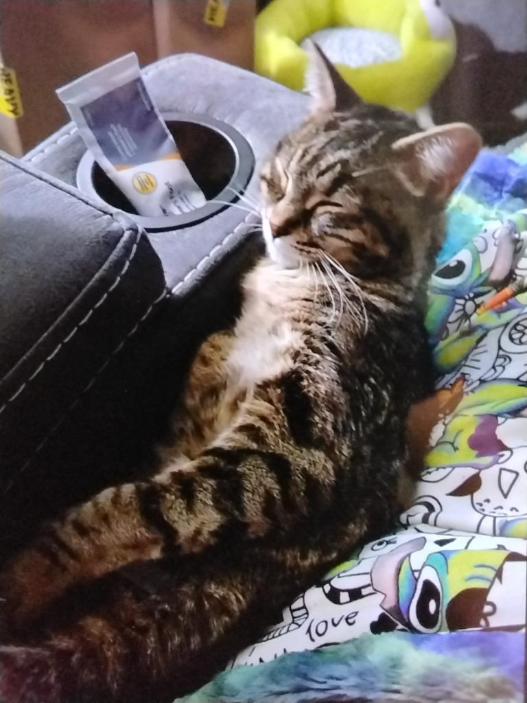 Enlarge Purrsephanie, a Adoptable mixed breed in Ada, OK image 1/1