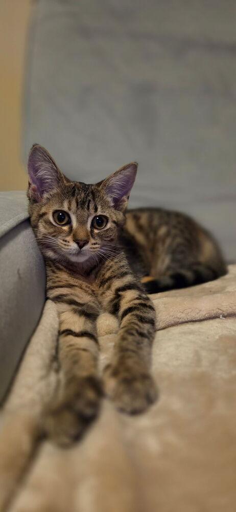 Enlarge Zuko w/ Frenchie, a Adoptable Domestic Short Hair in Duxbury, MA image 2/3