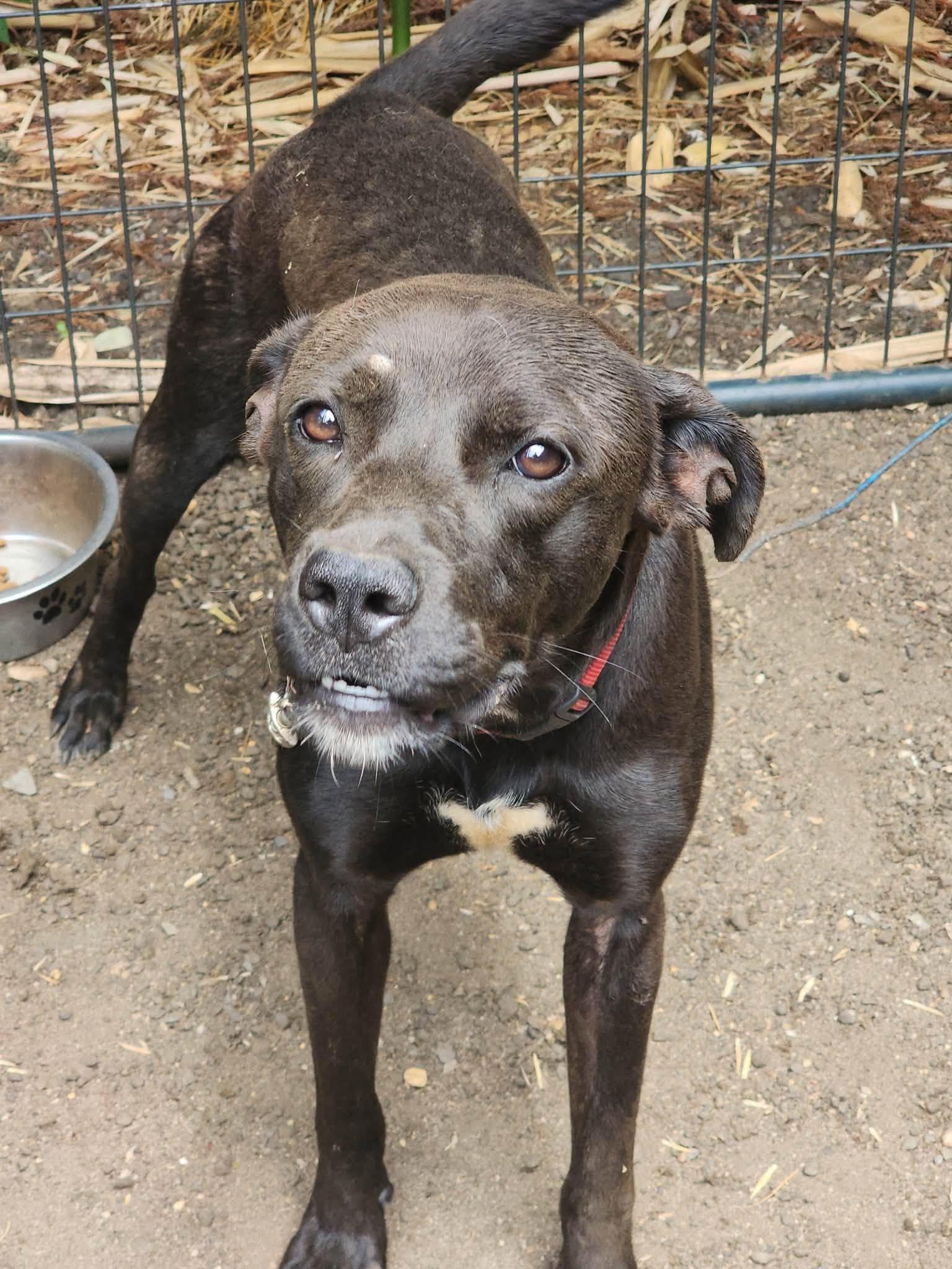 Enlarge Max, a Adoptable mixed breed in Egg Harbor City, NJ image 1/2