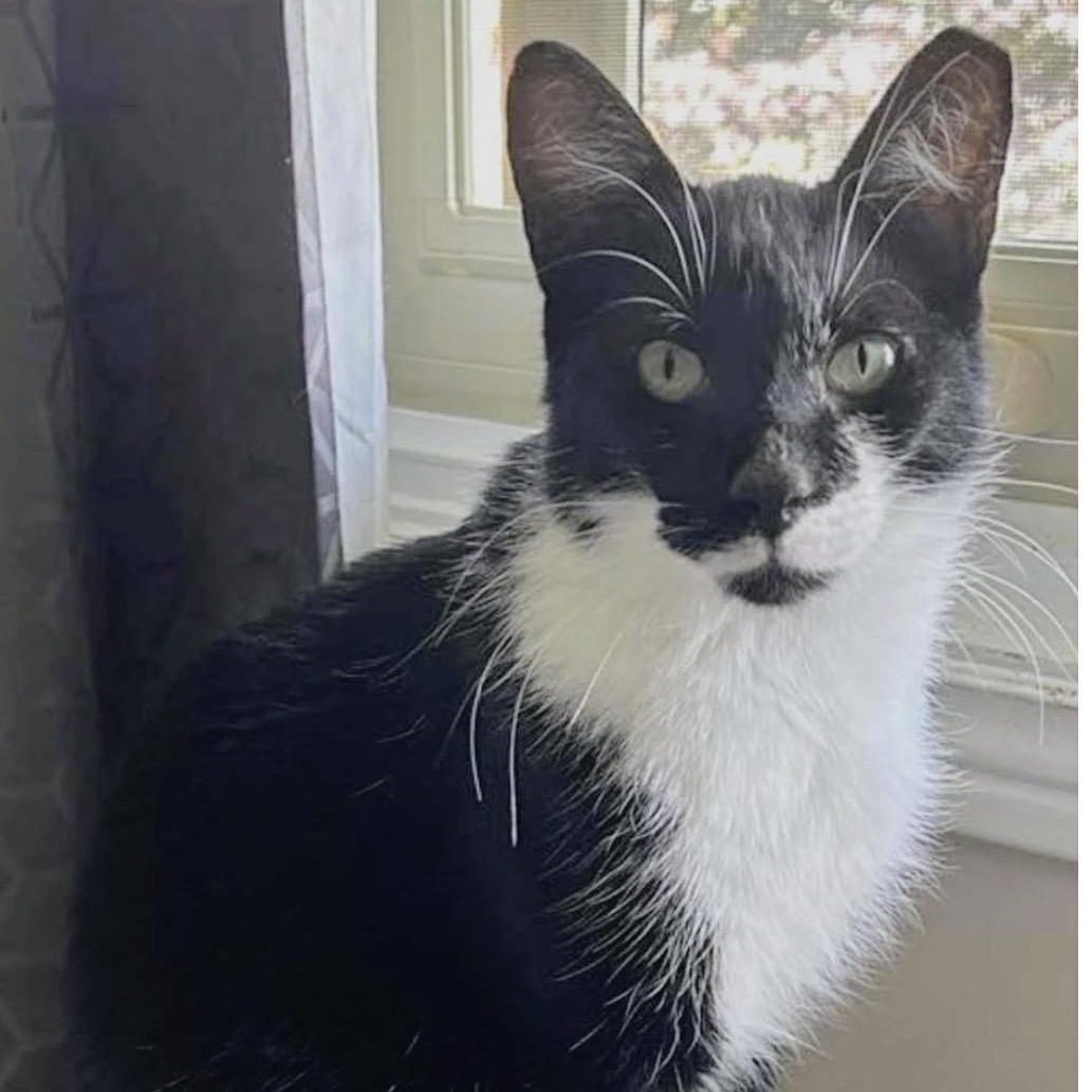 BOSCO, a Adoptable Tuxedo in Delhi, ON image 1/3