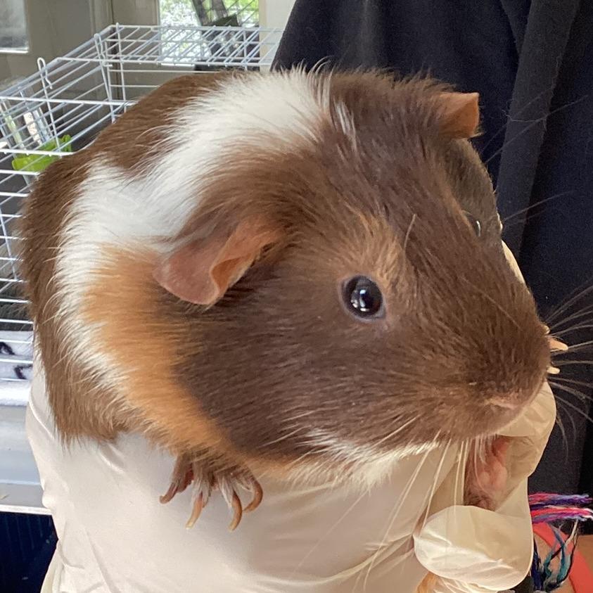 Enlarge Jenny, a Adoptable Guinea Pig in Pittsford, VT image 1/1