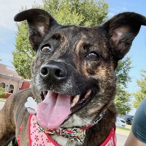 Pepper, a Adoptable mixed breed in Oklahoma City, OK image 1/11